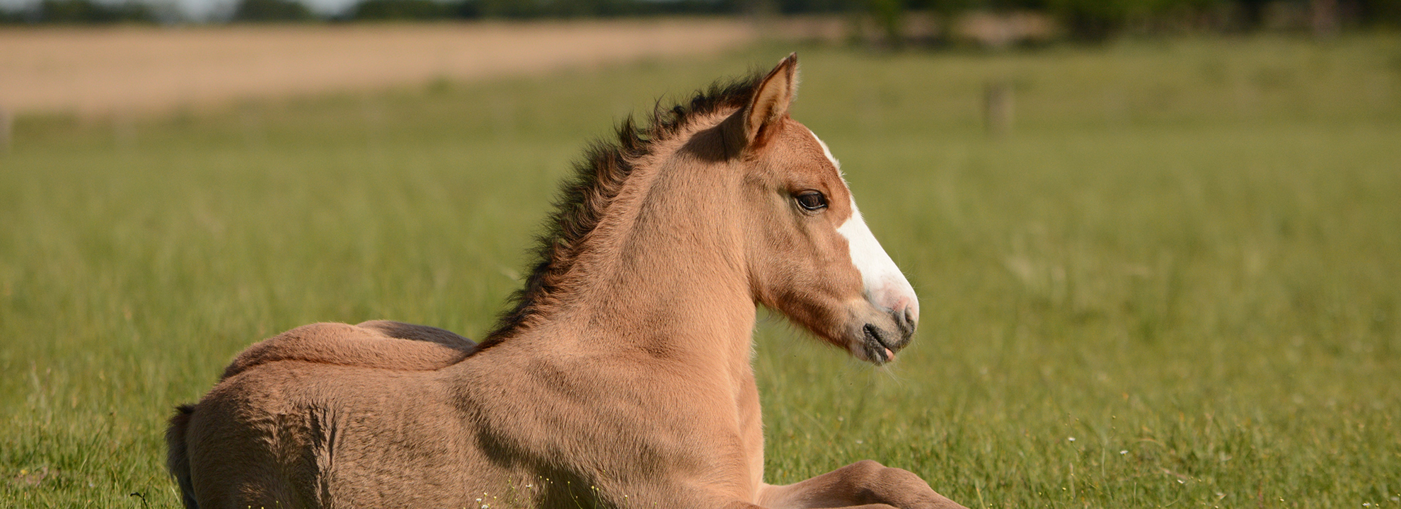 What is the age limit for a horse?